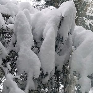 Meet your Posher, Eyerusalem